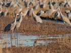 Sandhill cranes in field, Bernardo Wildlife Area, New Mexico Art Print